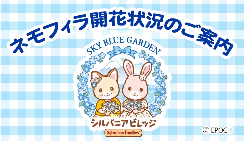 本日のスカイブルーガデン（ネモフィラ）の開花状況ついて