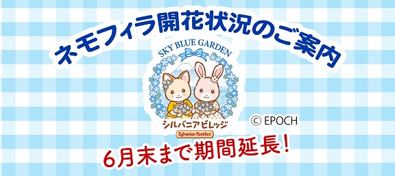 ネモフィラ