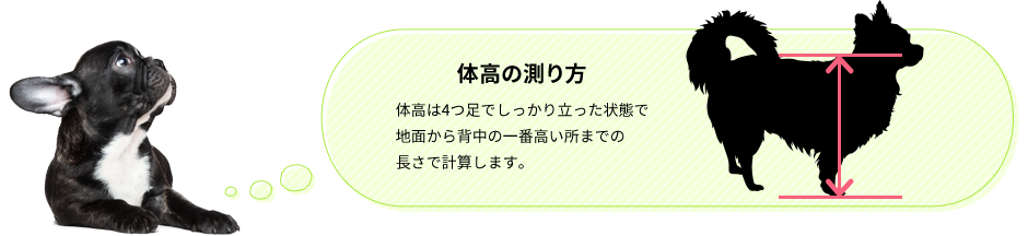 体高の測り方 体高は4つ足でしっかり立った状態で地面から背中の一番高いところまでの長さで計算します。